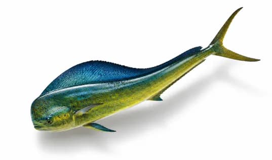 Fish illustration