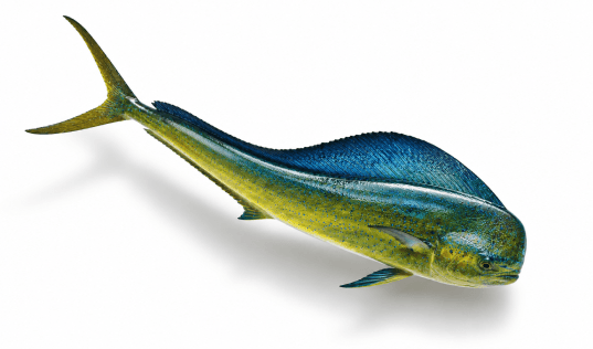 Mahi Mahi Dolphin Fish
