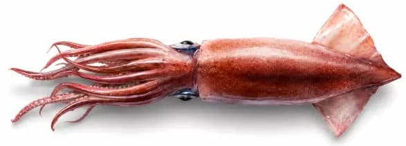 Squid illustration