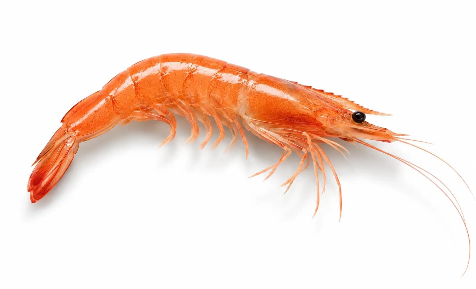 Trusted Partners Shrimp