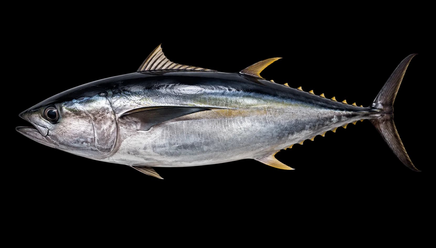 Fish full